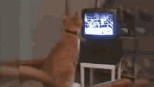 a dog is standing in front of a television with a game on it .