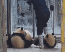 Pandas Dont Leave GIF - Pandas Dont Leave Grab GIFs