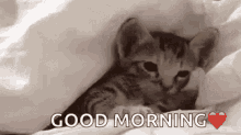 Good Morning Cat GIF - Good Morning Cat Heart GIFs