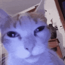 Officialyongbok Silly Cat GIF - Officialyongbok Silly Cat Cat GIFs