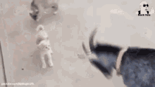 a dog and a cat are playing with each other on the ground .