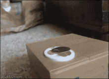 Cat Coin GIF - Cat Coin Box GIFs