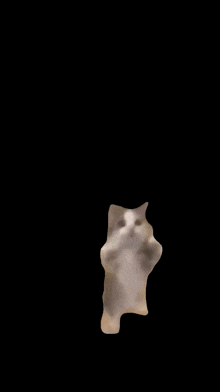 Cat Meme GIF - Cat Meme Happy GIFs