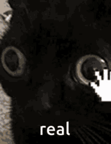 Black Cat Pet Black Cat GIF - Black Cat Pet Black Cat Real GIFs