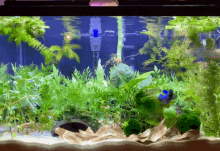 Betta Aquarium GIF