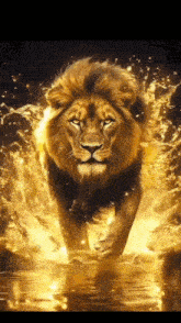 a lion is running through a body of water surrounded by fire .