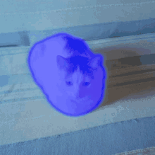 Gatto Blu Cat GIF - Gatto Blu Cat GIFs