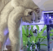 Cats Drinking Cats Aquarium GIF - Cats Drinking Cats Aquarium Aquarium Cats GIFs
