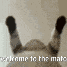 Welcome To The Mato Gato Welcome To The Mato GIF - Welcome To The Mato Gato Welcome To The Mato GIFs