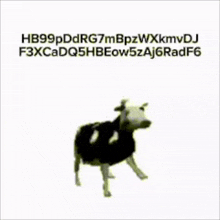 a black and white cow is standing in front of a white background