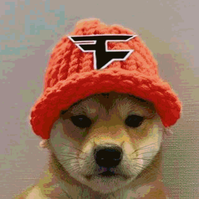 dog with hat meme