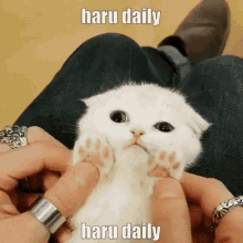 Haru Daily GIF - Haru Daily Haru Daily GIFs