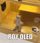 Roy Ctt Cat GIF