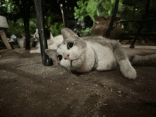 a cat with a blue collar is laying down on the ground