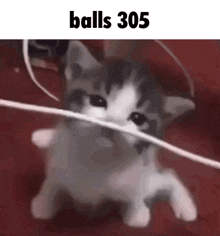 a kitten is playing with a string and the words balls 305 are above it