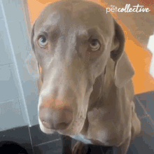 Puppy Eyes The Pet Collective GIF