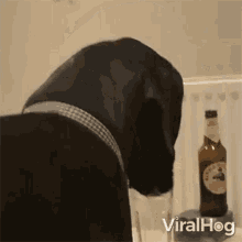 Drinking Viralhog GIF - Drinking Viralhog Im Thirsty GIFs