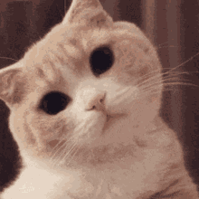 คิมโรโระ Cat GIF - คิมโรโระ Cat Stare GIFs