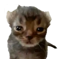 a close up of a kitten looking at the camera