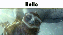 Hello Chat GIF - Hello Chat Owls Of Ga'Hoole GIFs