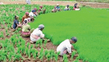 a group of people are working in a field of rice .