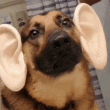 Big Ears Dog Big Ears GIF