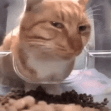 Cat Cat Eating GIF - Cat Cat Eating Memes GIFs