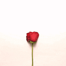 Rózsa Virág GIF