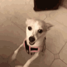 Cute Dog Dont Leave Me GIF - Cute Dog Dont Leave Me GIFs