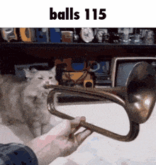 a person is holding a trumpet in front of a cat with the words balls 115 written on the bottom