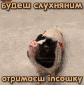a black and white pig wearing a sweater with a caption that says " будеш слухняним " on top
