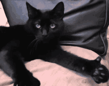 Butler Approved Butler Cat GIF - Butler Approved Butler Cat This Cat Is Butler GIFs