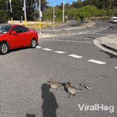 A Duck Family Is Crossing The Road Viralhog GIF - A Duck Family Is Crossing The Road Duck Viralhog GIFs