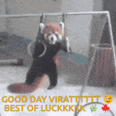 a red panda on a swing with the words good day viratttttt best of luckkkk