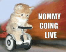Nommy Nomsin GIF - Nommy Nomsin Nommy Cat GIFs