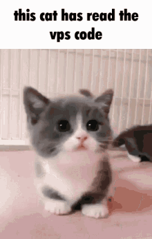 Vps Cat GIF