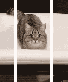 Pounce Attack GIF - Pounce Attack Cat GIFs