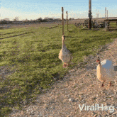 Goose And Guinea Fowl Are Approaching Viralhog GIF