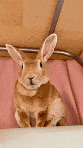 a brown and white rabbit is sitting on a pink couch and looking at the camera