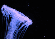 Jellyfish Swimming GIF - Jellyfish Swimming Peace GIFs
