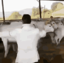 a man in a white shirt is standing in front of a group of cows in a barn .