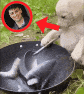 a puppy is playing with a fish in a pan with a man in the background