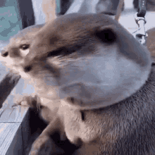 a close up of an otter on a leash looking at a person .