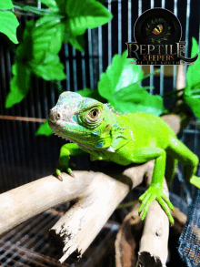 Iguana Reptile GIF - Iguana Reptile GIFs