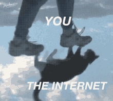 The Internet Cats GIF - The Internet Cats Online GIFs