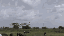 Runway Cows GIF - Runway Cows GIFs