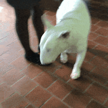 Bull Terrier GIF - Bull Terrier GIFs