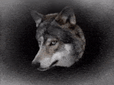 Animal Transformation Shapeshifter GIF - Animal Transformation Shapeshifter Wolf GIFs
