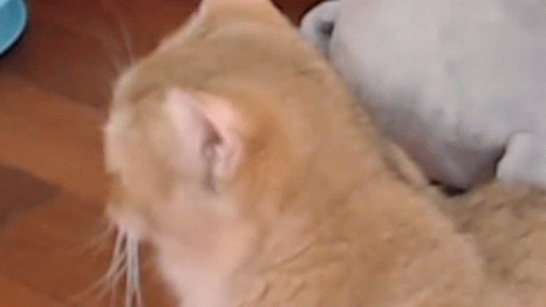 Floppa Long Cat He Is So Long GIF