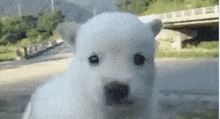 White Dog Shaking GIF - White Dog Shaking Nervous GIFs